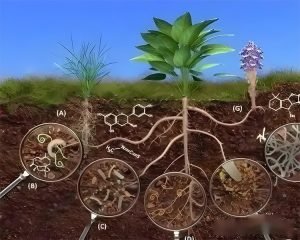 Organic fertilizer equipment to make efficient ...