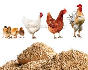 How to Improve the Quality of Chicken Feed Pell...