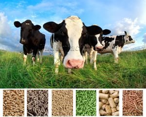 Making 500-800kg/HCattle Feed Pellets InNew Zea...