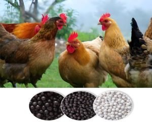 chicken manure fertilizer