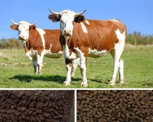 How to make fertilizer pellets from cow dung?