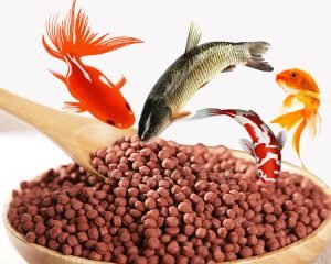 What is a fish feed expander?