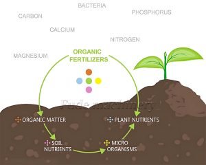 How To Make Organic Fertilizer At A Low Cost？