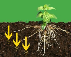 production of water-soluble organic fertilizers