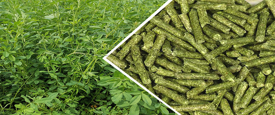 maquina de pellets de alimento