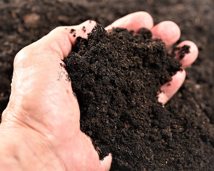 Charcoal-based fertilizer