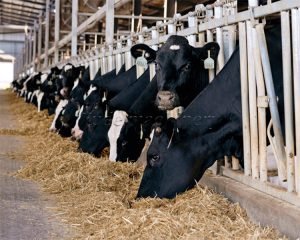 How to choose the right cow manure fertilizer g...