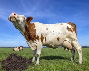 What is the process of using cow dung as a wate...