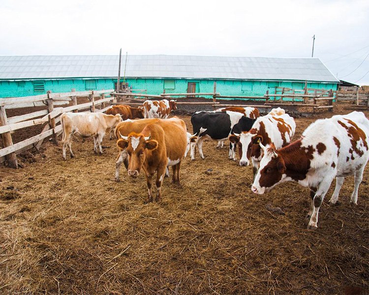 How to Process Coarse Fiber Cattle Manure Effectively?