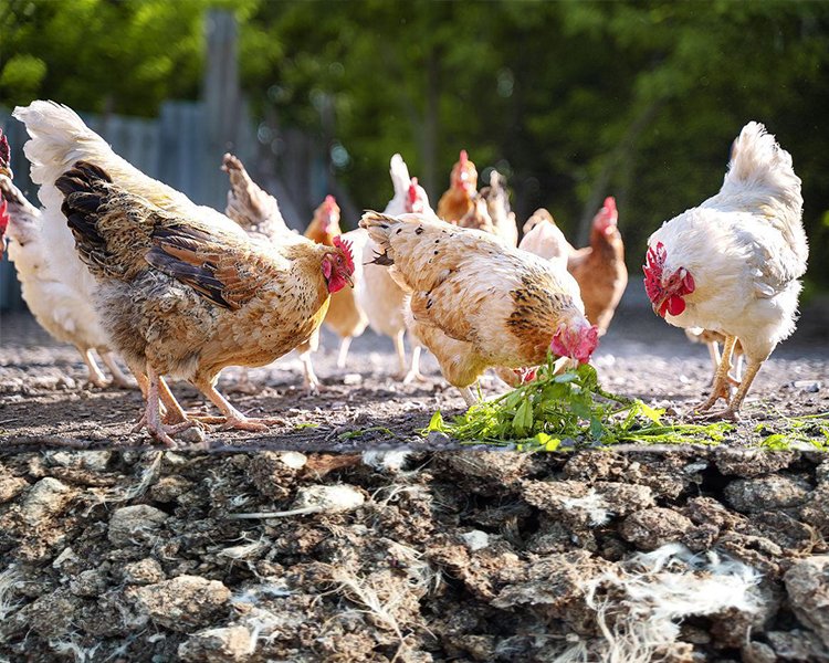 How Do You Turn Chicken Manure Into Profitable Organic Fertilizer?