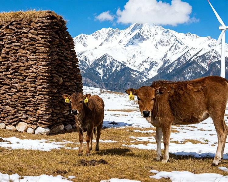 How to quickly dry cow manure?